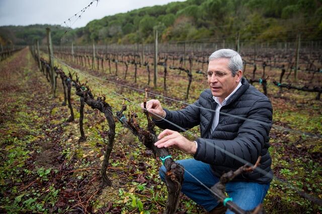 Lusovini vai produzir uvas de mesa em Angola