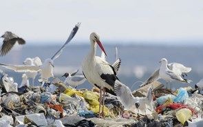 Portugal sobe sete lugares na pegada ecológica mas precisa de estilo de vida mais sustentável