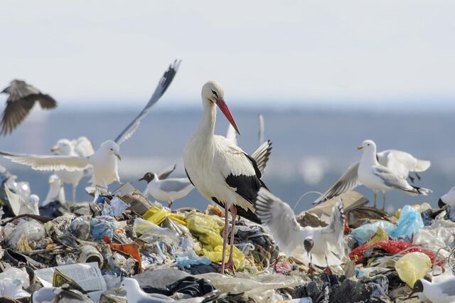 Portugal sobe sete lugares na pegada ecológica mas precisa de estilo de vida mais sustentável
