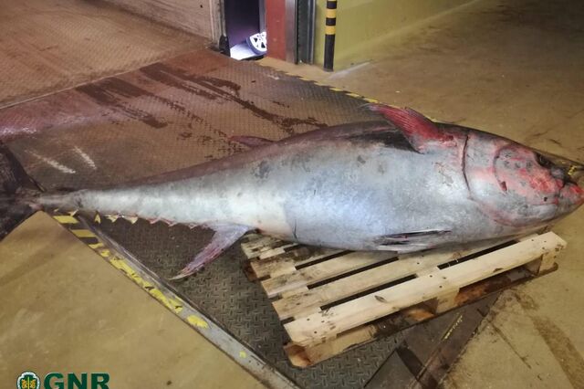 Fábrica de transformação de atum cria mais de 200 novos empregos em Cerveira