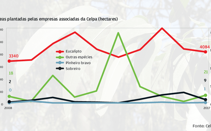 Plantação de eucalipto domina mas cai  