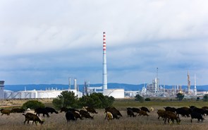 Os planos das empresas do setor para o desenvolvimento do hidrogénio verde