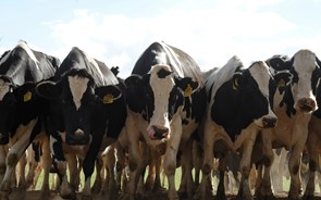 Incêndios: Governo anuncia 'apoio imediato' a agricultores sem alimento para animais