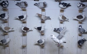 Parlamento aprova proibição do 'tiro aos pombos' de cativeiro proposta pelo PAN