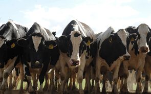 Vacas