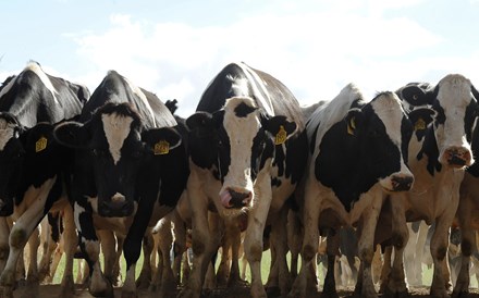 Ideias de presentes para bilionários: uma biografia e uma vaca