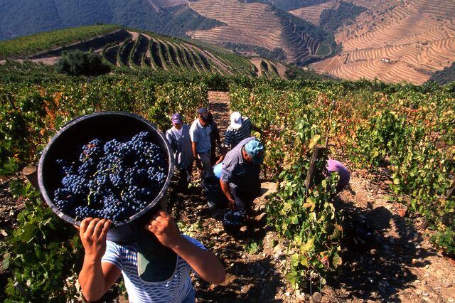 Só Lisboa e Tejo vão produzir menos vinho em 2019