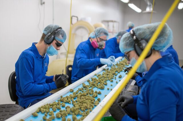 Mercado mundial de canábis medicinal reúne-se em Lisboa