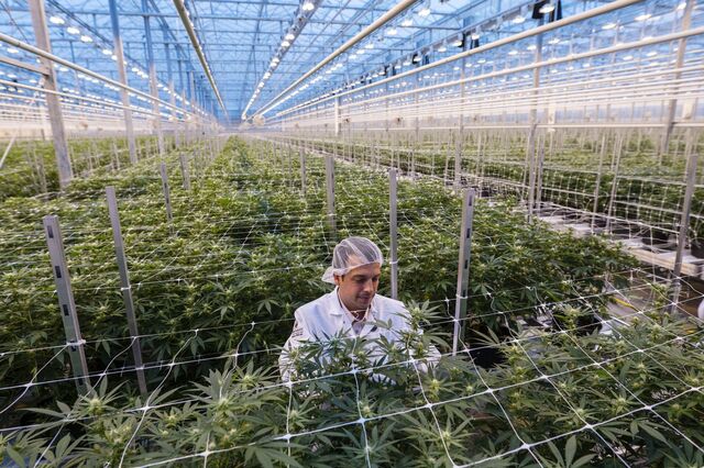 Canábis medicinal made in Portugal é sobretudo exportado
