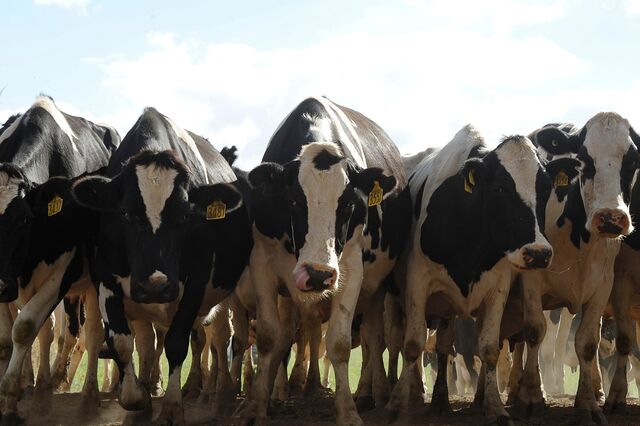 Ideias de presentes para bilionários: uma biografia e uma vaca