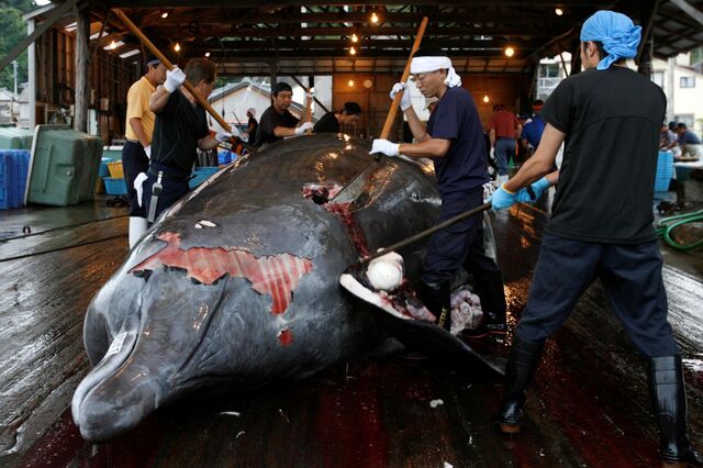 Japão vai retomar pesca comercial de baleias em 2019