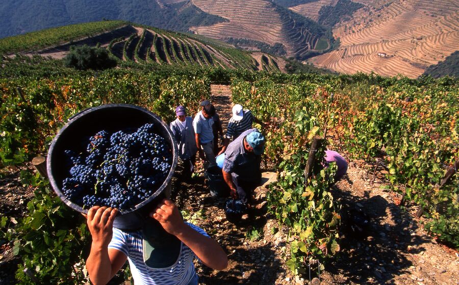borges, soalheira, douro, vinho,