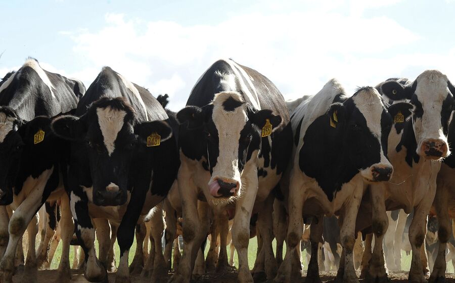 Vacas