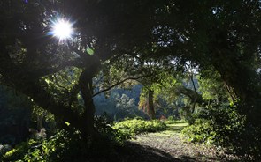 Parques de Sintra: Licença para conservar
