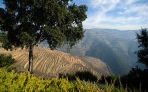 Os Horta Osório deixam marca no Douro