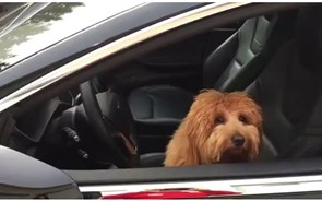 'Modo Cão' para os Tesla chega esta semana