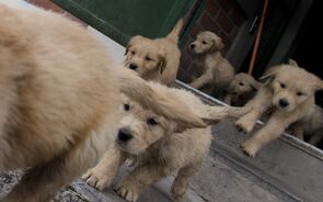 cães