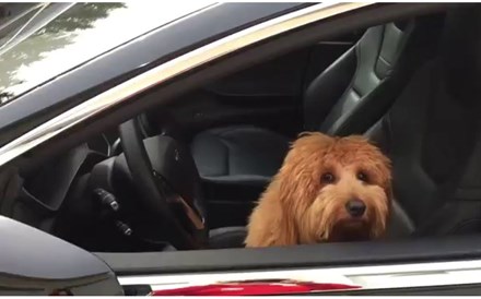 'Modo Cão' para os Tesla chega esta semana