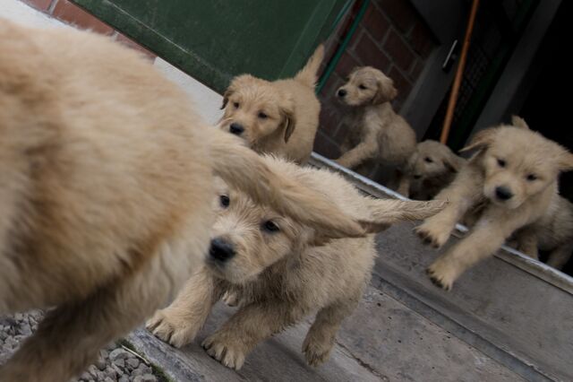 Orçamento dá milhões a canis e Provedor aos animais de companhia