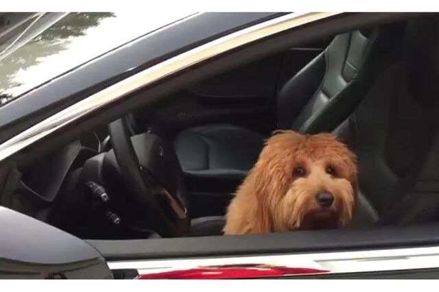 'Modo Cão' para os Tesla chega esta semana