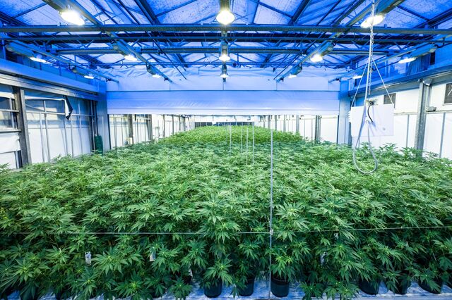 Canábis torna-se um grande mercado para empresa de iluminação