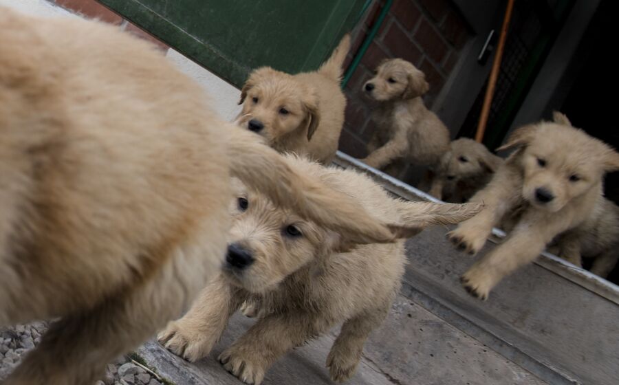 cães