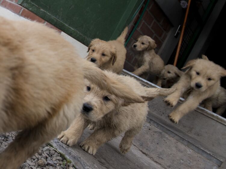 cães
