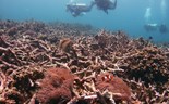 Recifes de coral também são investimento. Fundo capta 250 milhões e quer triplicar