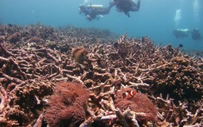 Recifes de coral também são investimento. Fundo capta 250 milhões e quer triplicar valor