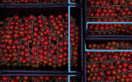 Indústria do tomate estima prejuízo diário de 4 milhões com greve dos motoristas