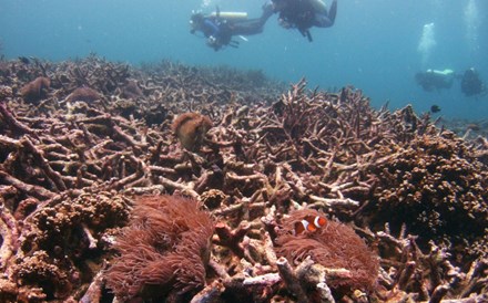 Recifes de coral também são investimento. Fundo capta 250 milhões e quer triplicar