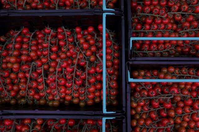 Indústria do tomate estima prejuízo diário de 4 milhões com greve dos motoristas
