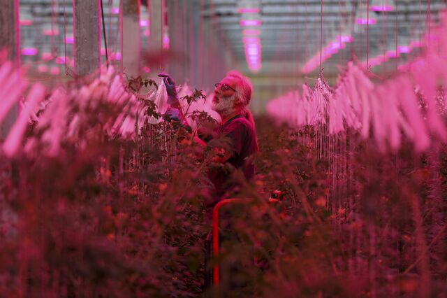 Brexit é “um sonho” para estufa que produz tomate no Reino Unido