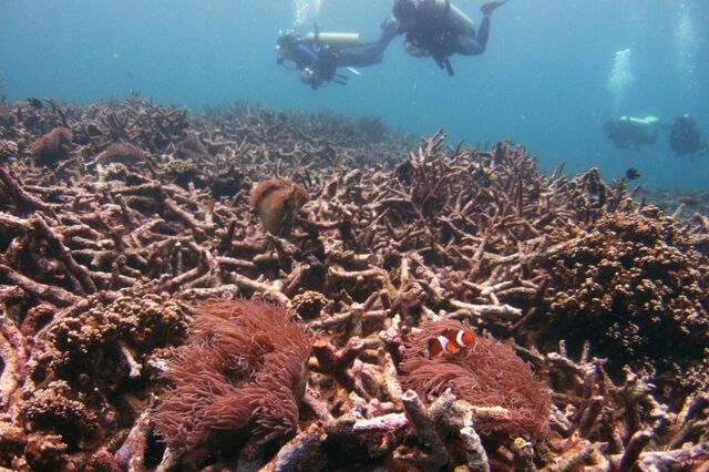 Recifes de coral também são investimento. Fundo capta 250 milhões e quer triplicar