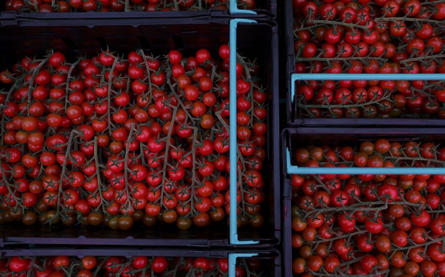 Tomate