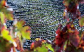 vinha, vinho, douro, sogrape, quinta do caêdo