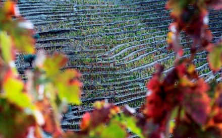 O Legado é produzido a partir de uvas provenientes de apenas oito hectares de vinhas velhas da Quinta do Caêdo, no Douro.