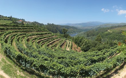 Alvarinho é a maior riqueza de Melgaço