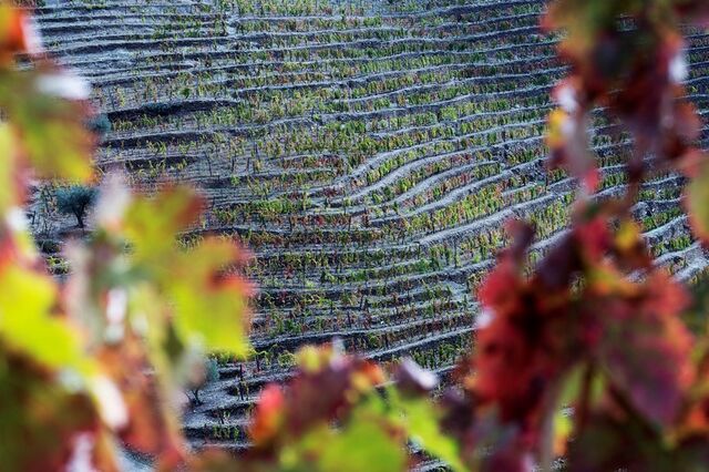 Douro colheu 234 mil pipas de vinho em 2022 com quebra inferior à estimada