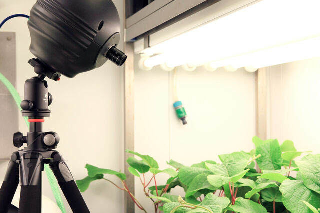 Tecnológica Signinum obtém 800 mil euros para “falar com as plantas”