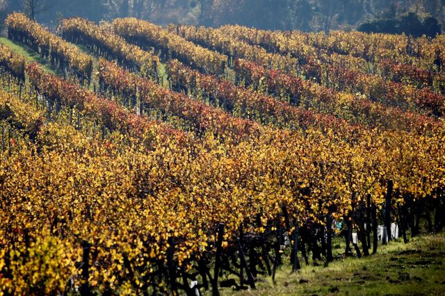 Os Bordeaux 2018 são incríveis e podem ser bons investimentos