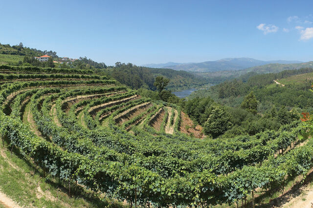 Alvarinho é a maior riqueza de Melgaço