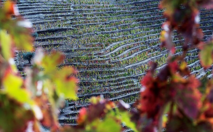 vinha, vinho, douro, sogrape, quinta do caêdo
