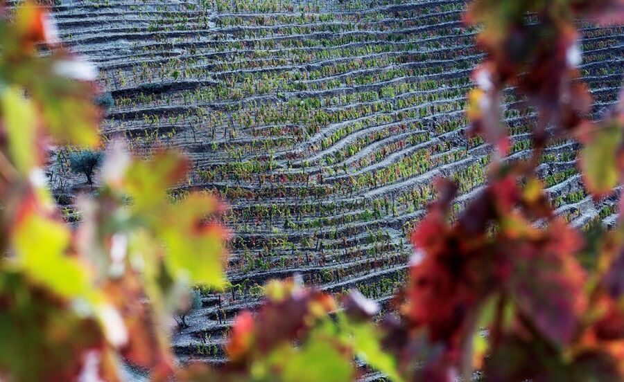 fernando cunha guedes, luís sottomayor, sogrape