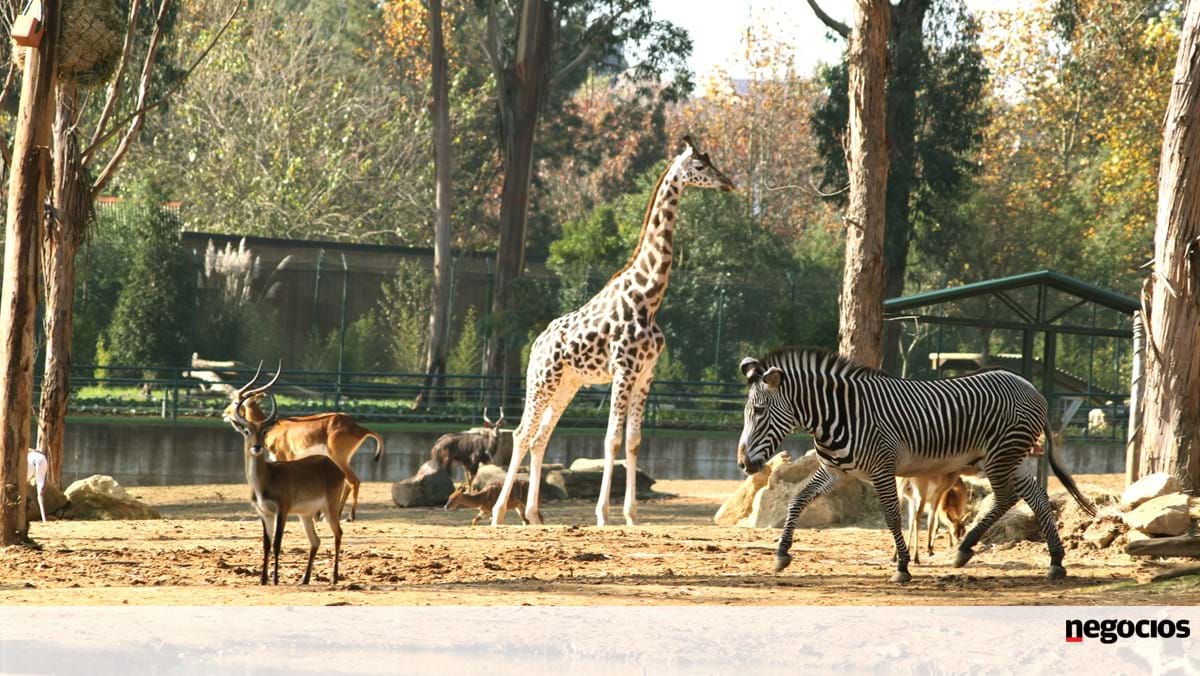 Un fonds européen rachète le plus grand zoo du nord – Turismo & Lazer