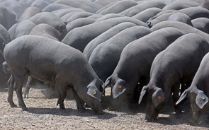 China faz subir preço da carne de porco portuguesa