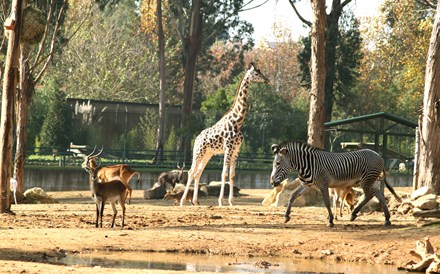 Fundo europeu compra maior zoo do Norte 