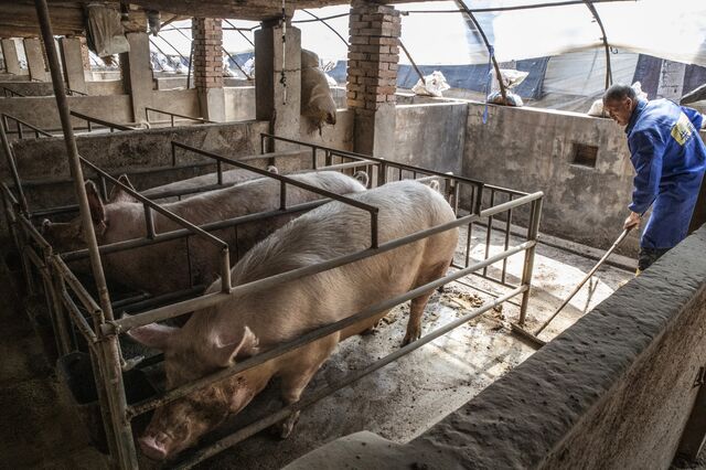 'Ébola' suína afeta cadeia alimentar mundial