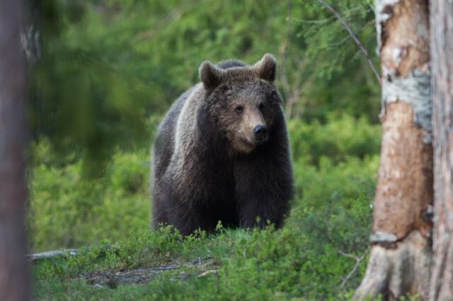 Portugal confirmou a Espanha a existência de um urso pardo considerado extinto