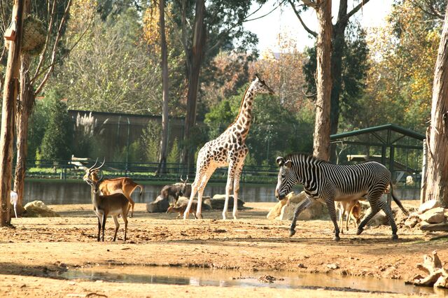 Fundo europeu compra maior zoo do Norte 